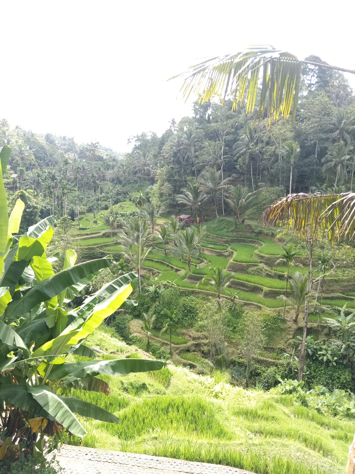 Beautiful Rice Fields Bali