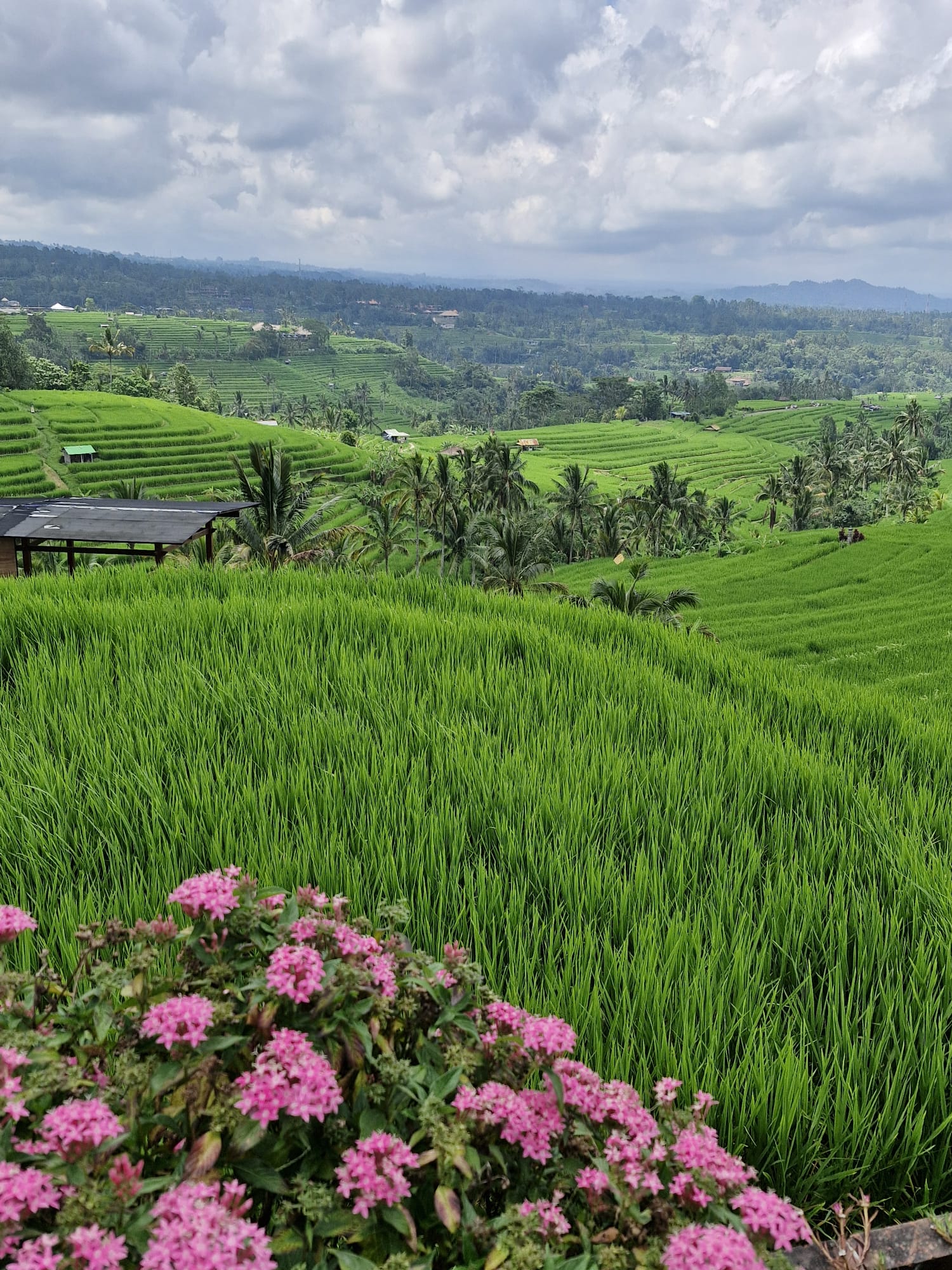 Discover Tegallalang