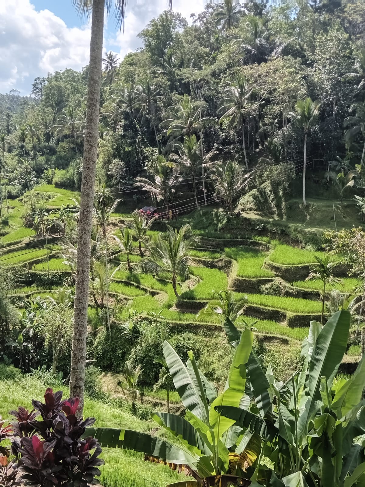 Green Tegallalang Rice Terrace