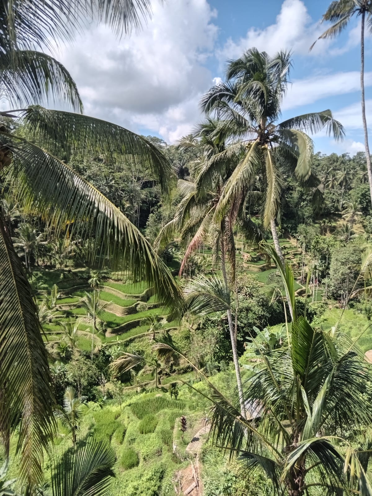 Scenic Rice Terraces Bali