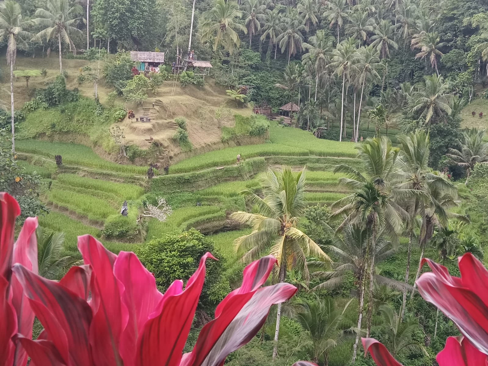 Tegallalang From Above