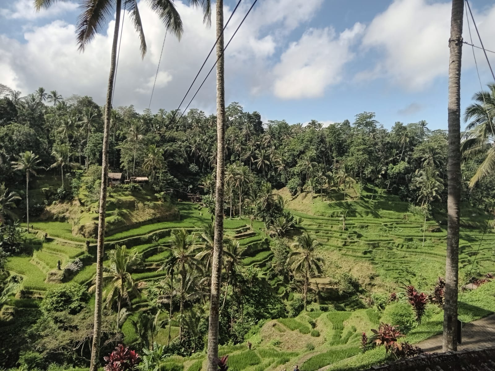 Terraced Rice Fields Bali