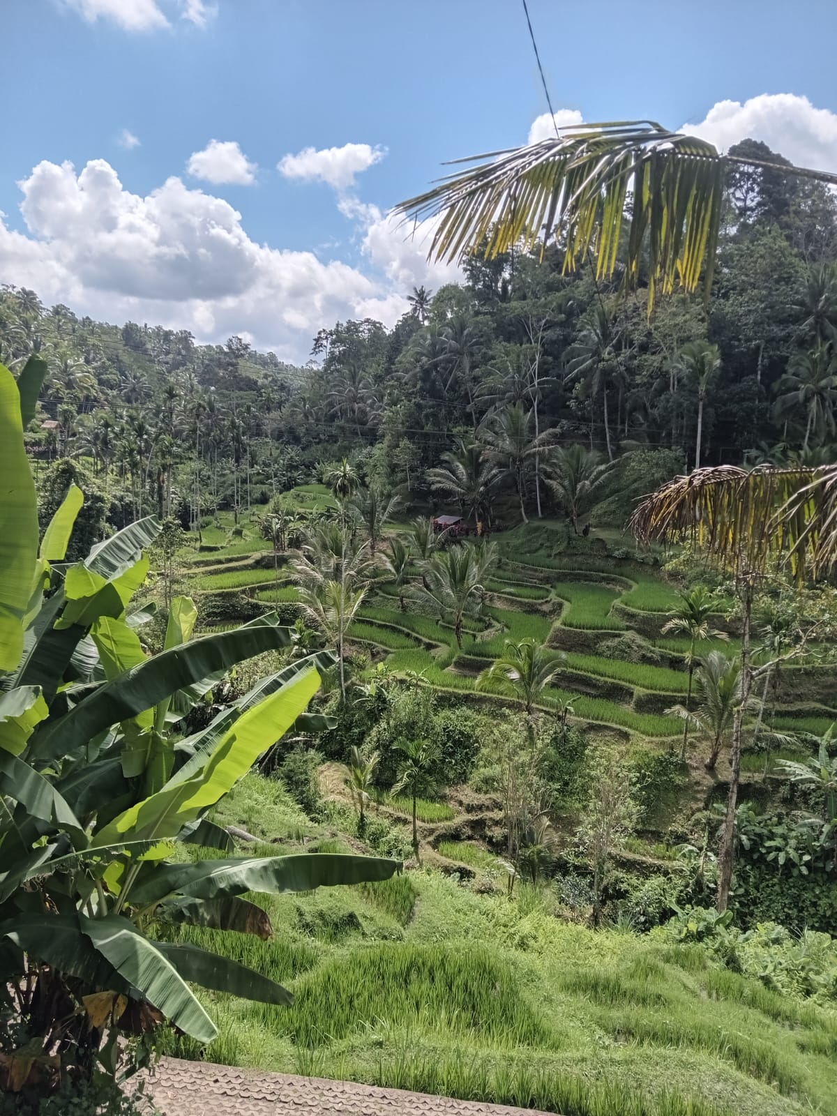 Tropical Rice Terrace